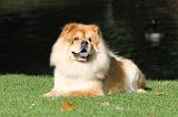 CHOW CHOW 366